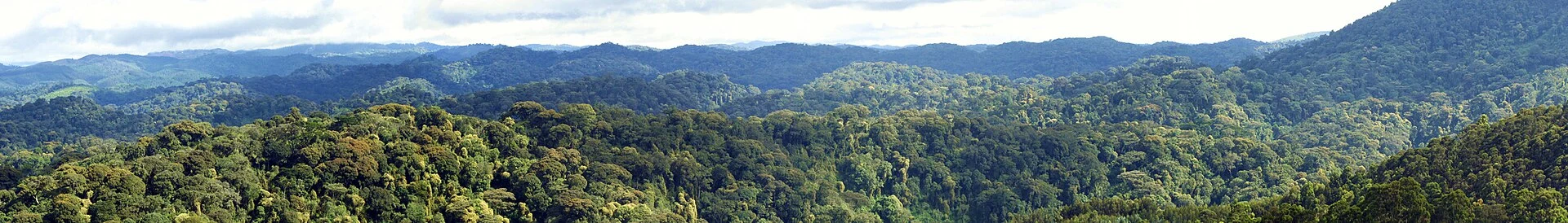Gisakura tea fields beside the forested hills of Nyungwe.