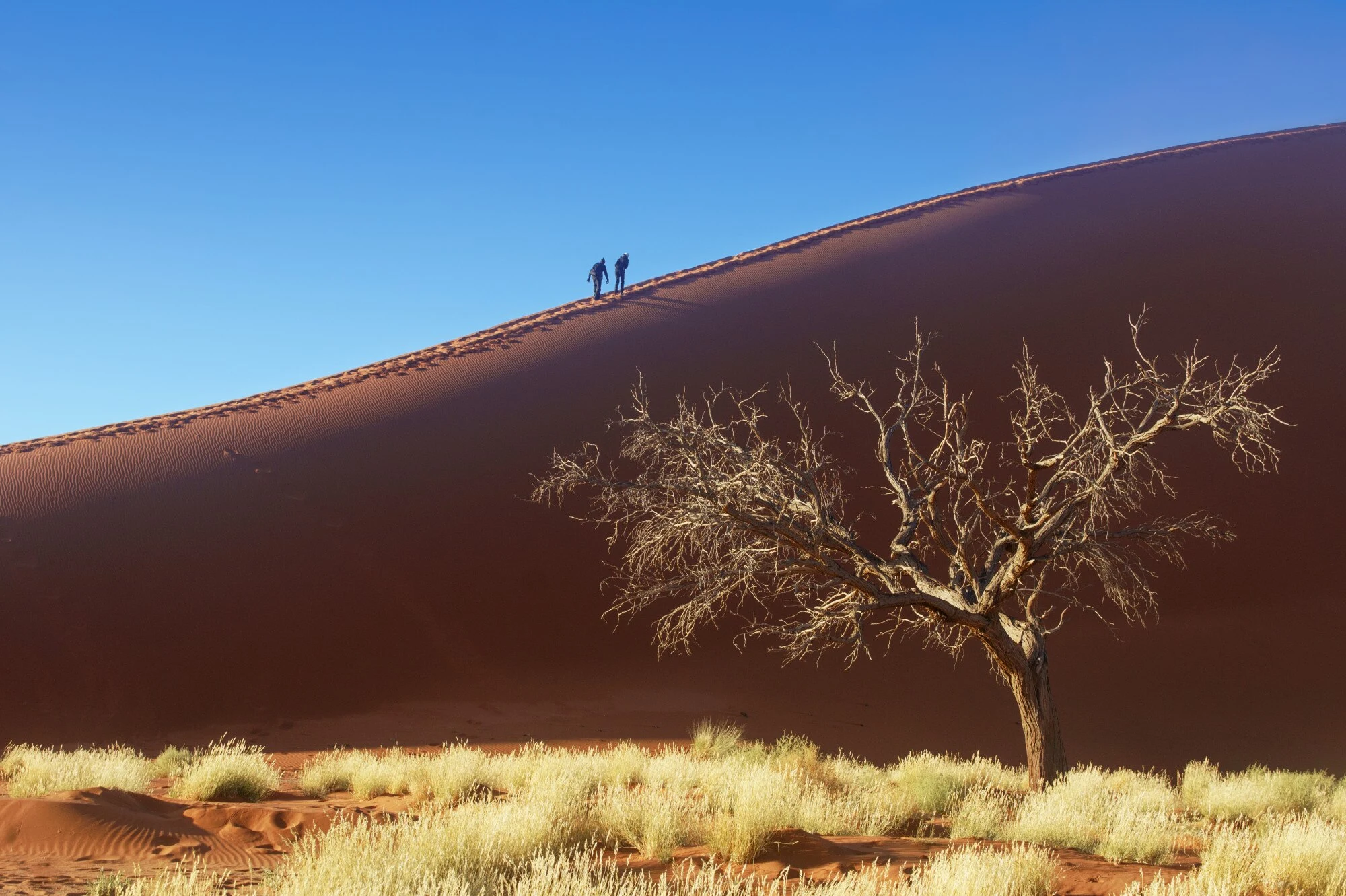 Red dunes of Sossusvlei in early morning light, Namibia.