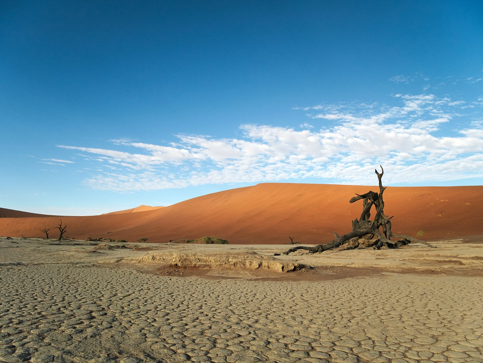 Dead trees standing on the pale clay pan of Deadvlei.