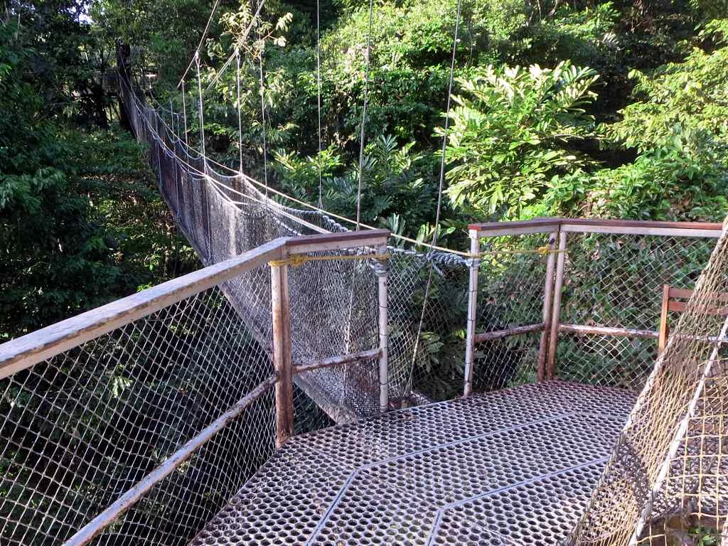 Canopy walkway above the rainforest in Iwokrama, Guyana.