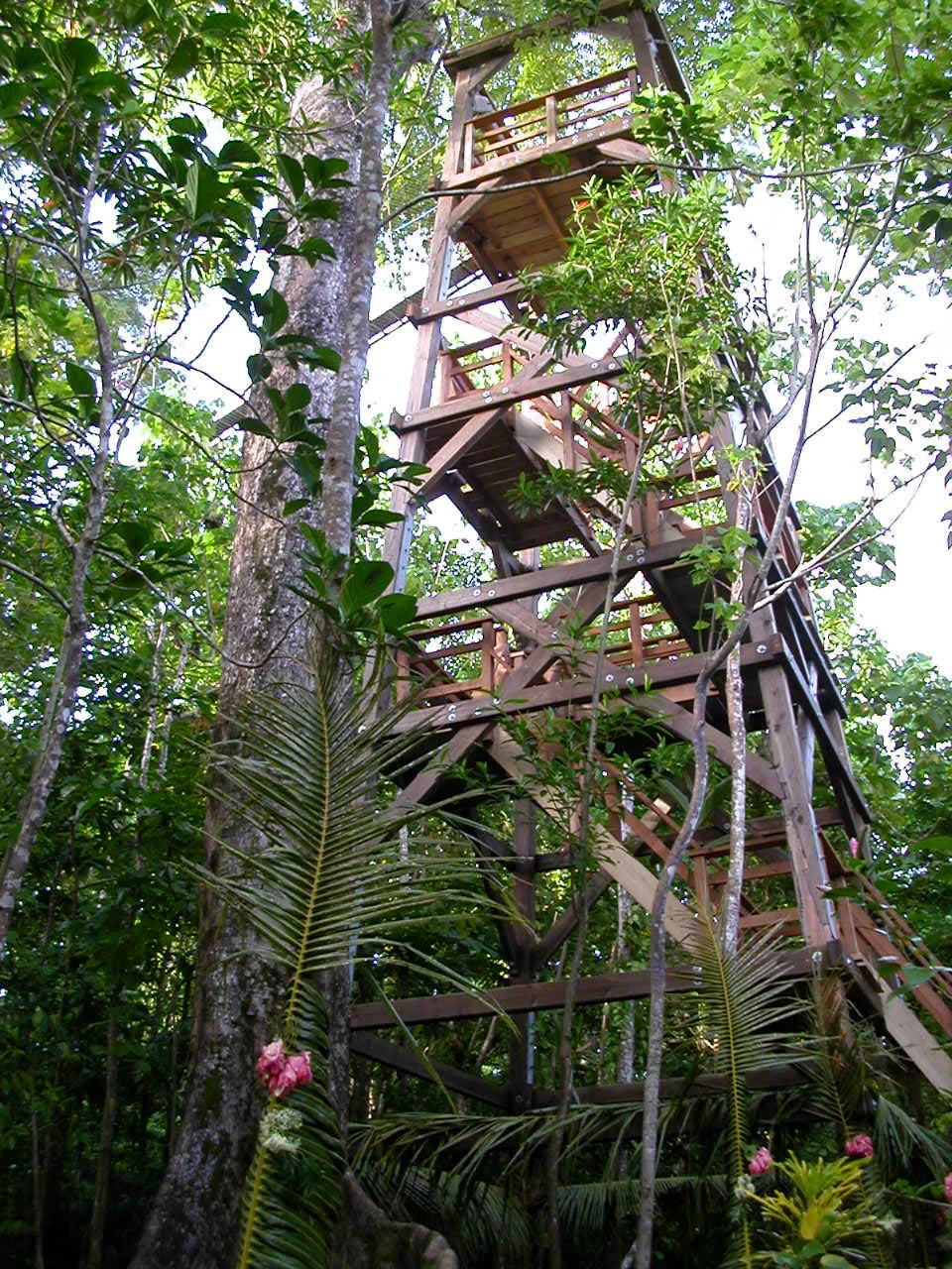 Elevated walkway among trees in Falealupo Forest, Savaiʻi.