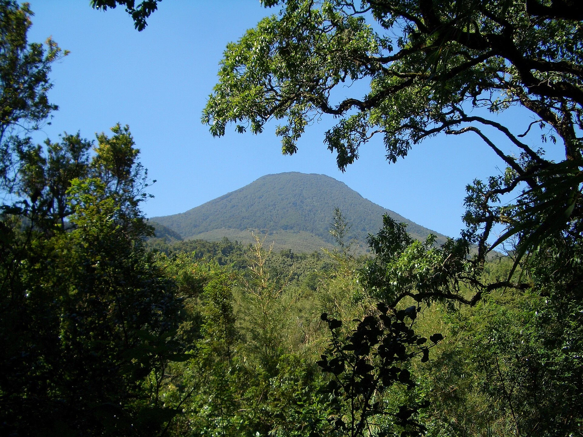 Wet forest trail in Bwindi Impenetrable National Park.
