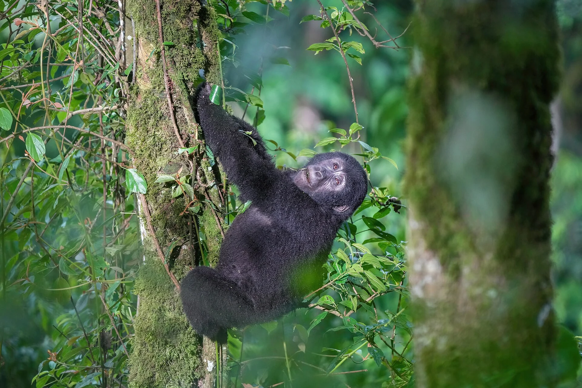 Gorilla di montagna nella vegetazione del Parco nazionale impenetrabile di Bwindi.