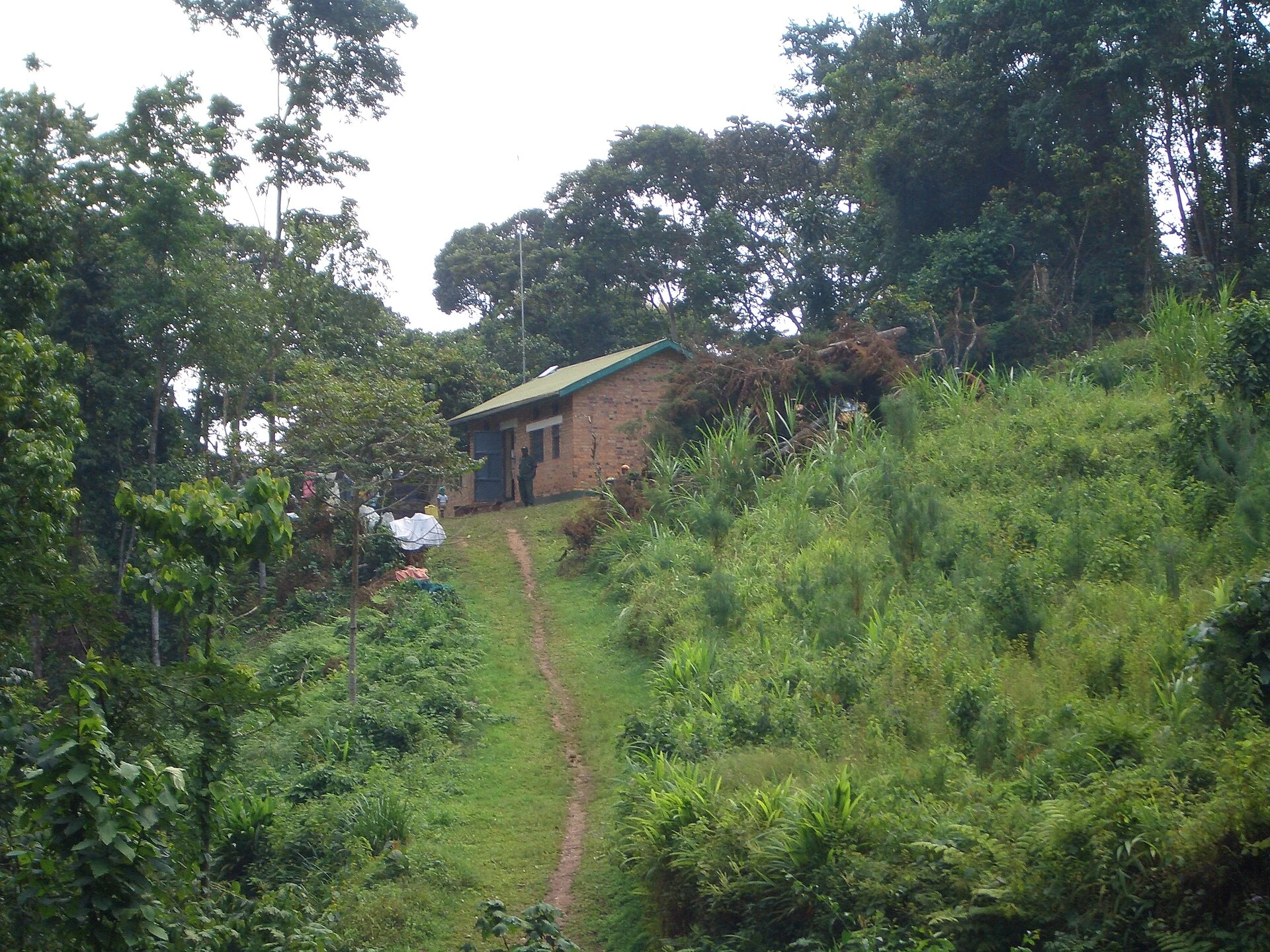 Colline coltivate accanto al margine forestale di Bwindi.