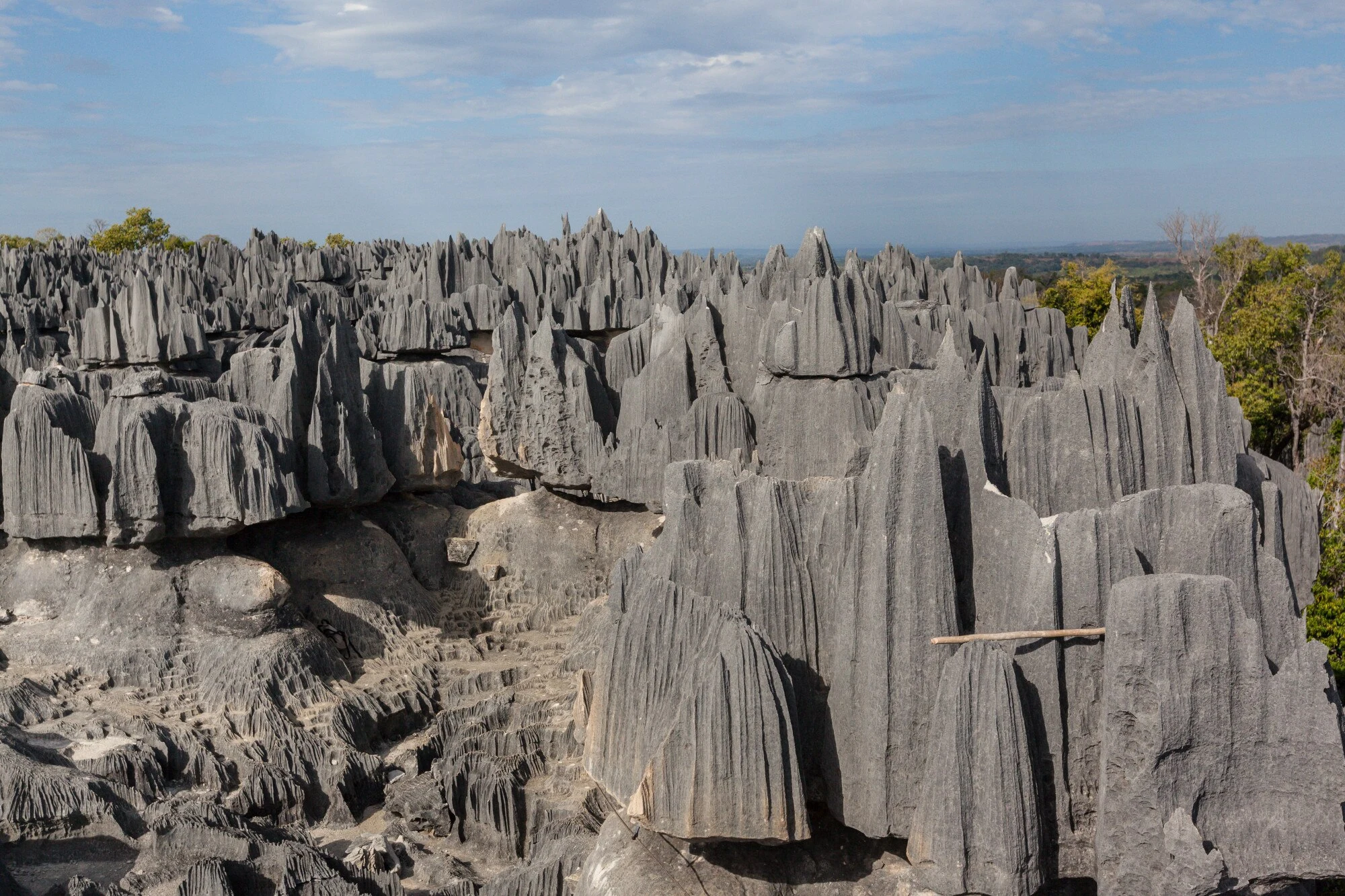 Limestone pinnacles and dry forest in Tsingy de Bemaraha.