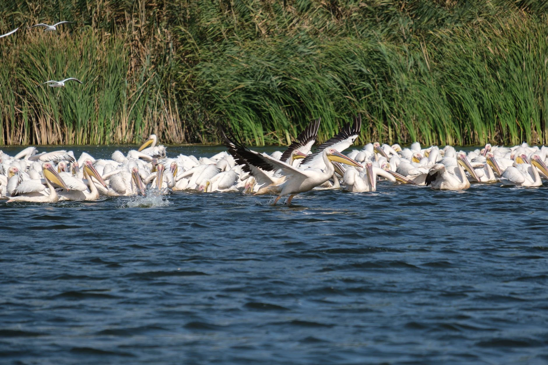 Reed-lined channel in Romania's Danube Delta.