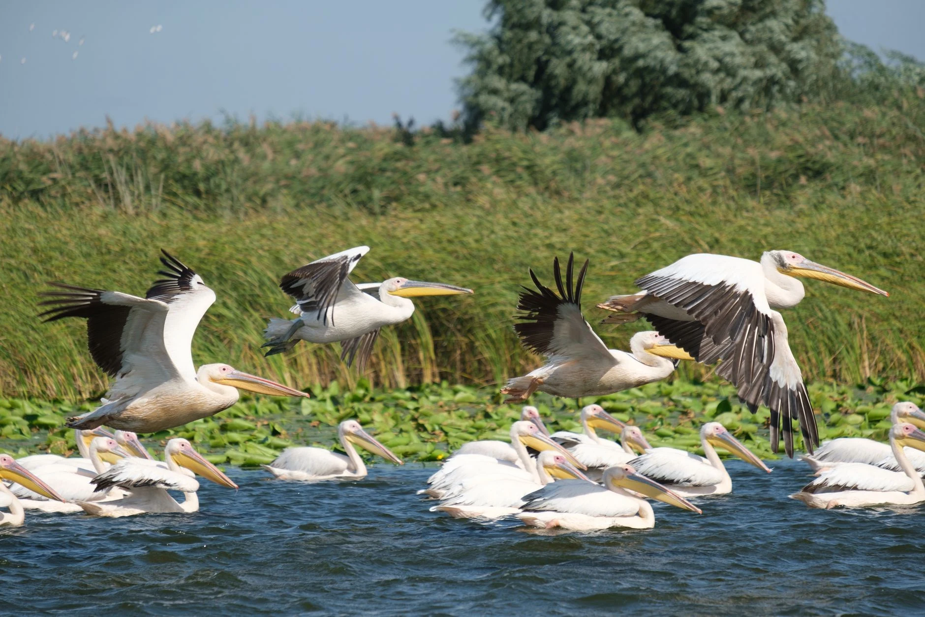 Waterbirds over a Danube Delta lagoon.