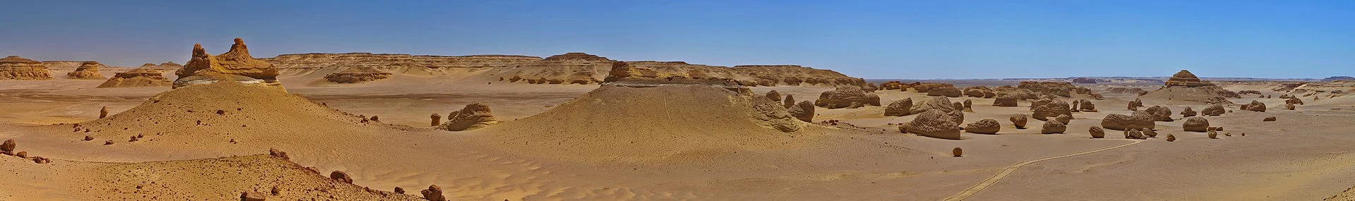 Detail of fossil whale remains preserved in situ at Wadi Al-Hitan.