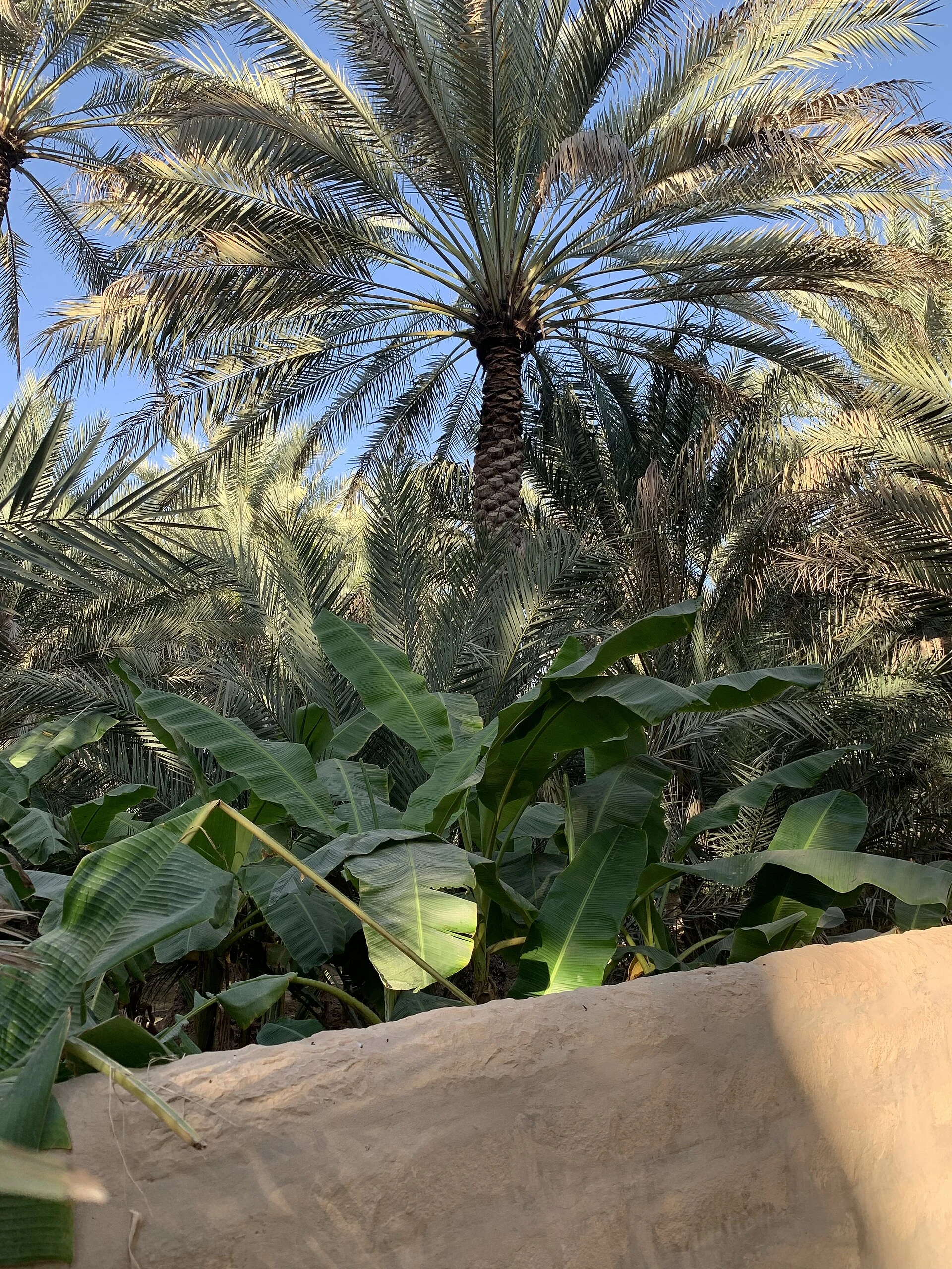 Shaded path with date palms and an irrigation channel in Al Ain Oasis.