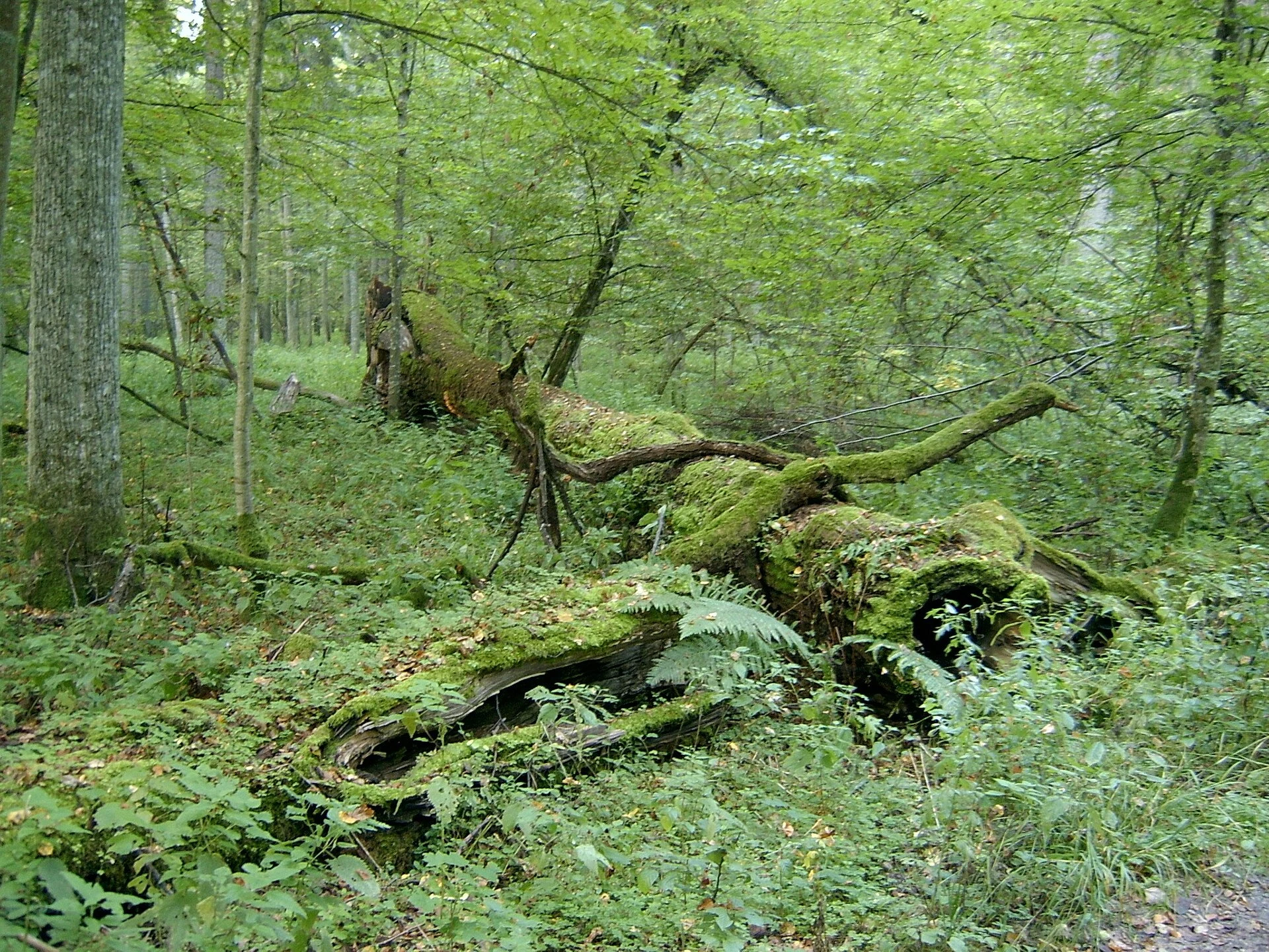 Trail among mature trees and fallen wood in Białowieża National Park.