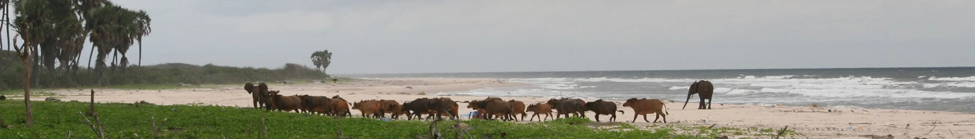 Marine turtle nesting beach in Loango National Park.