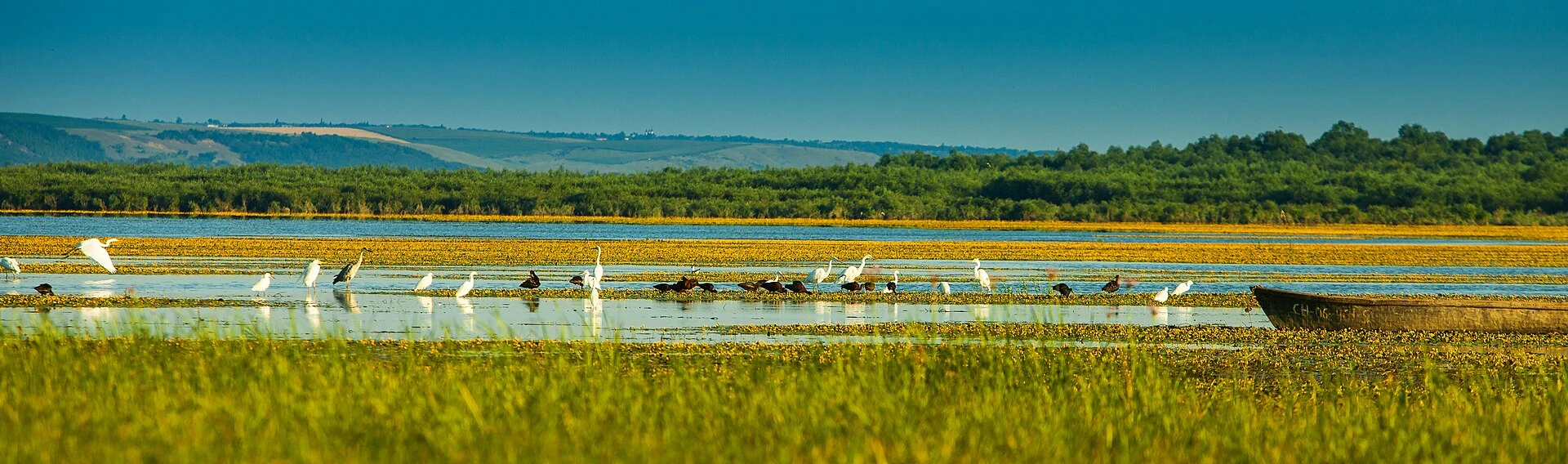 Wide view of Lake Beleu, reedbeds and the Lower Prut floodplain.