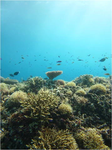 Reef fish above coral on an underwater wall in Tubbataha.