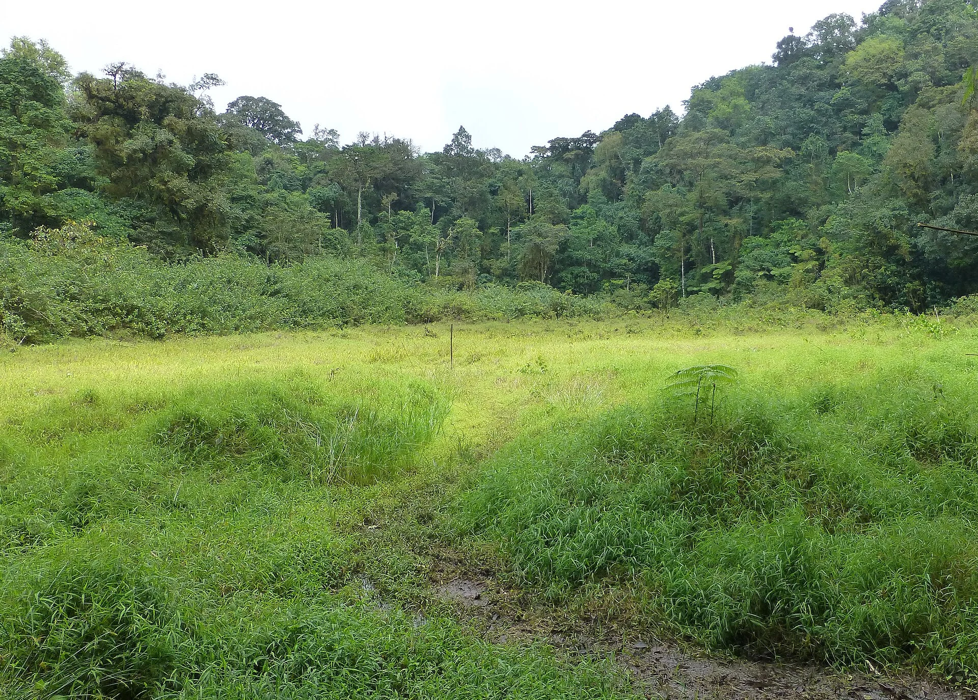 Humid forest trail on the approach to Lagoa Amélia, São Tomé.