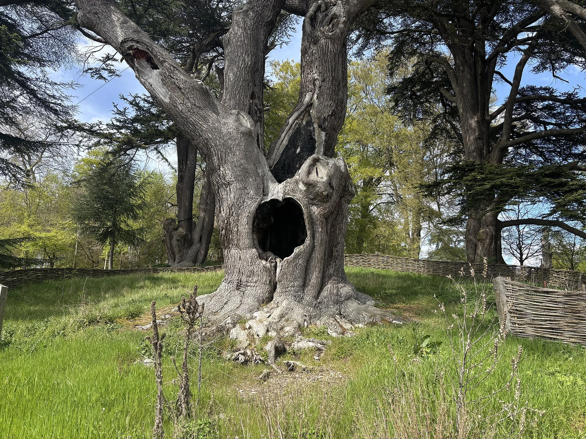 Lebanese cedar in a wooded landscape