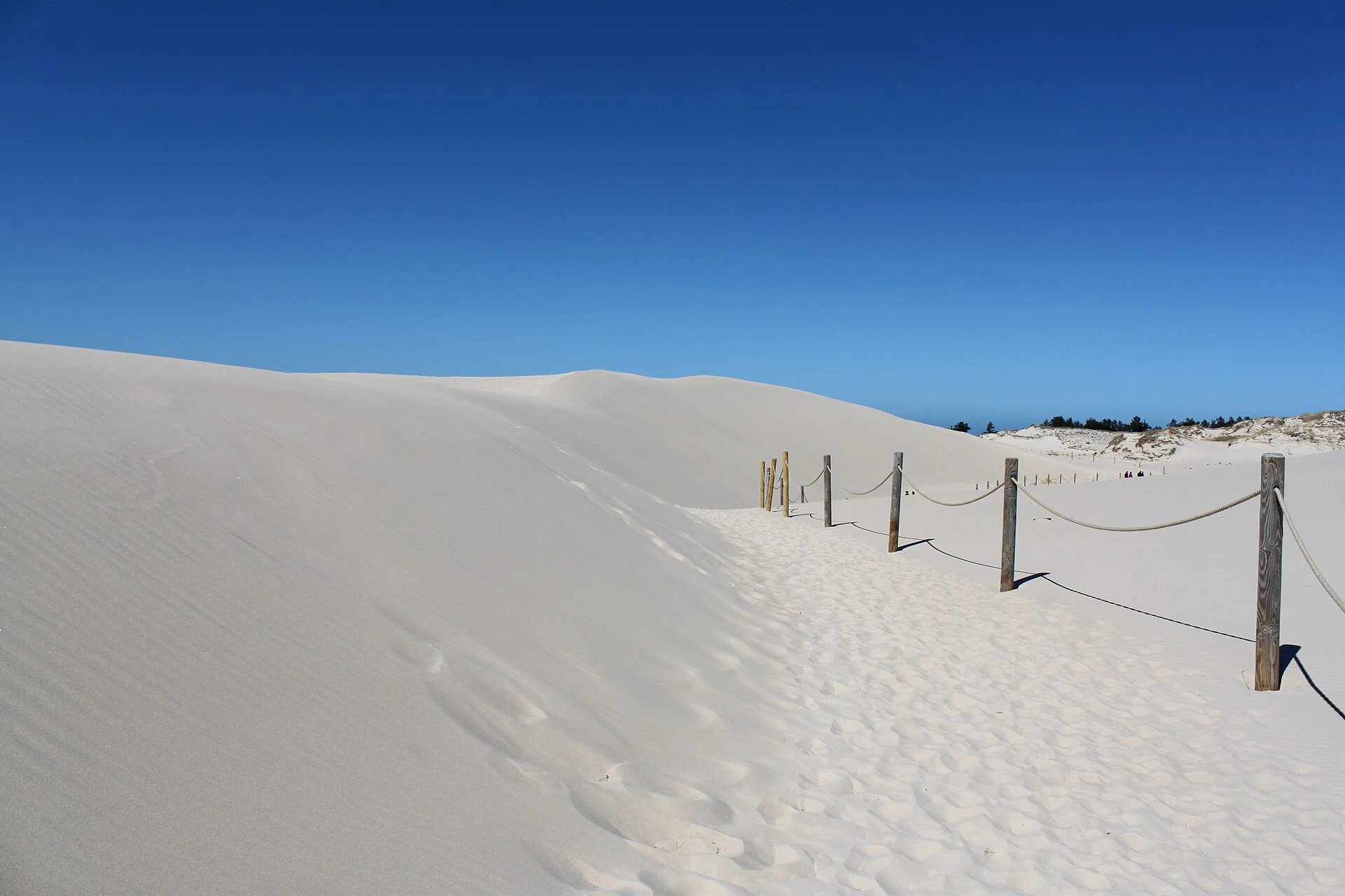 Wide view of Łącka Dune and coastal forest in Słowiński National Park.