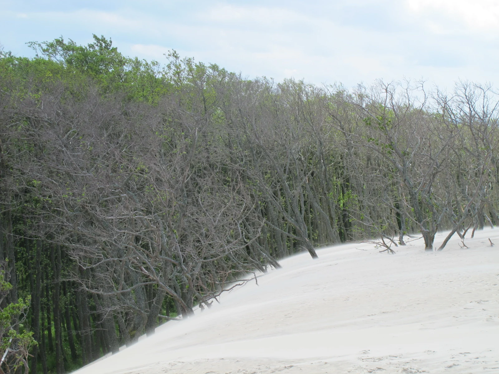 Graminées pionnières fixant le sable sur une dune du parc national de Słowiński.