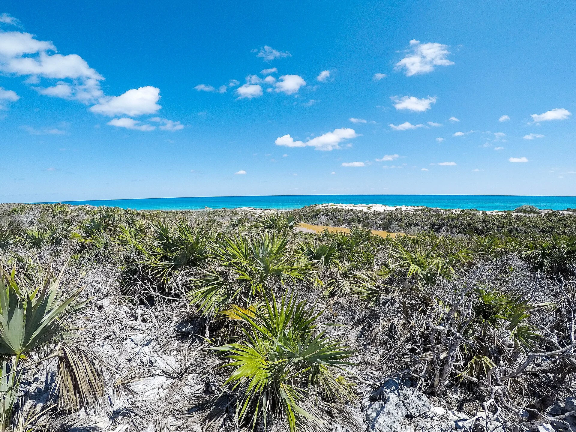 Marked trail through coastal vegetation on Warderick Wells.