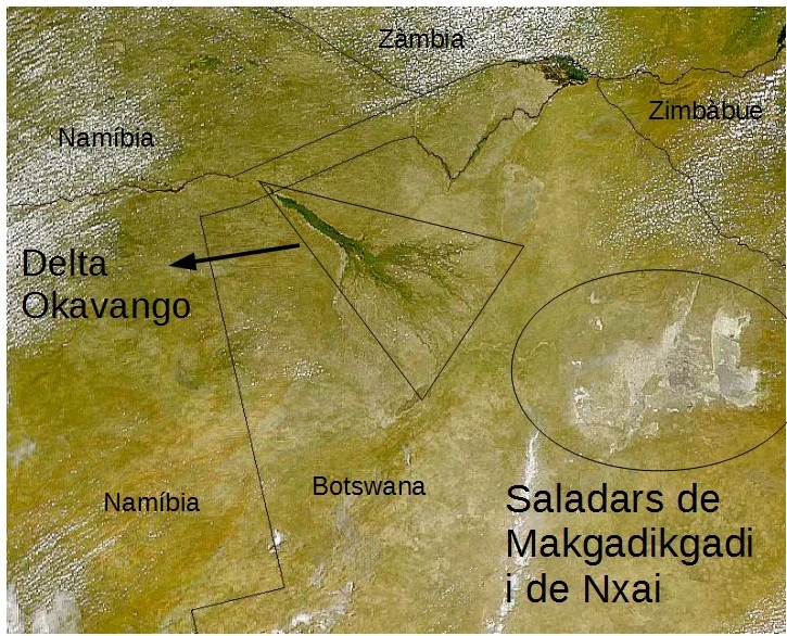 Open white horizon of the Makgadikgadi salt pans with distant acacias.