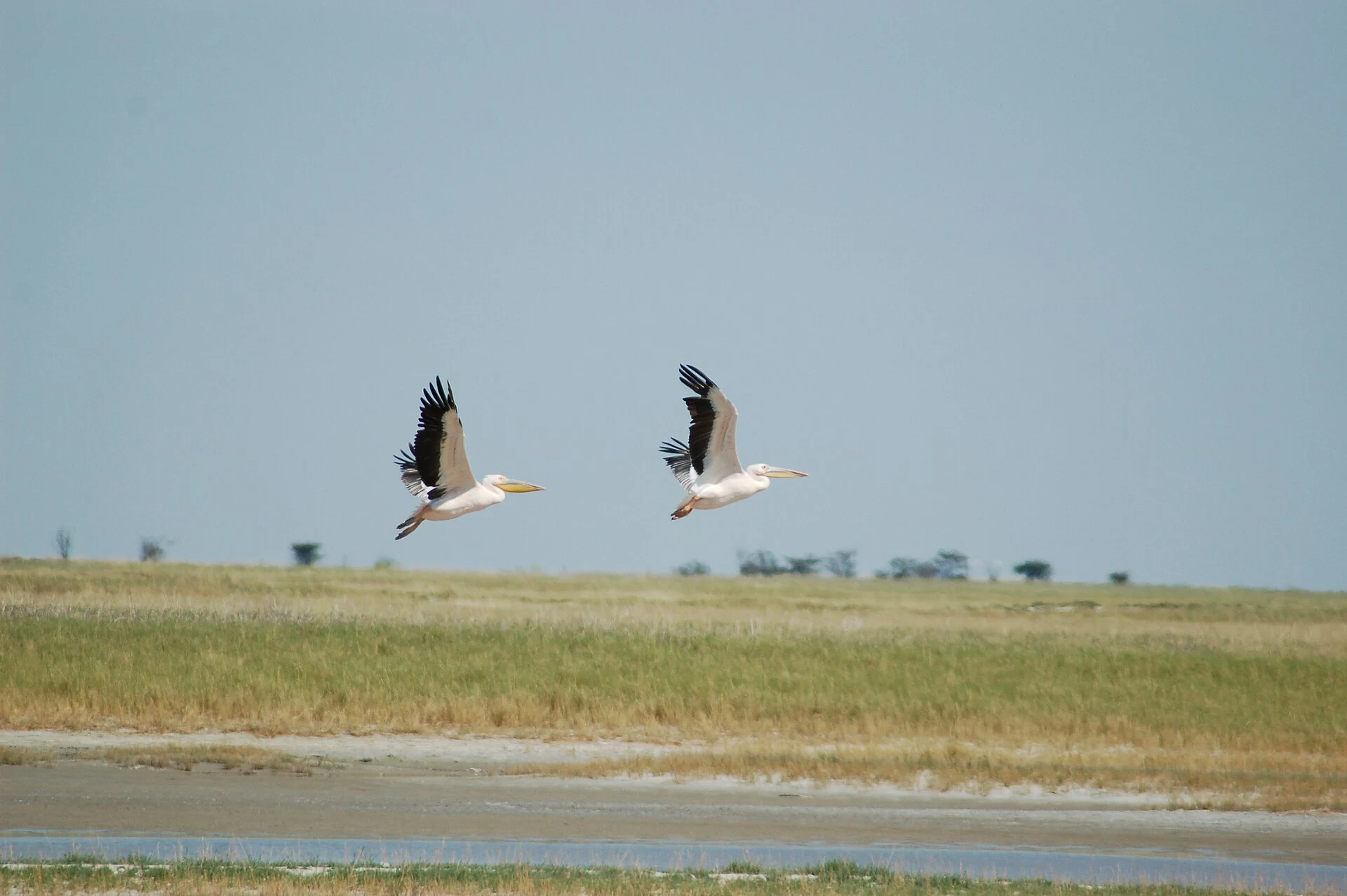 Flamingos in shallow pan water at Nata Bird Sanctuary.