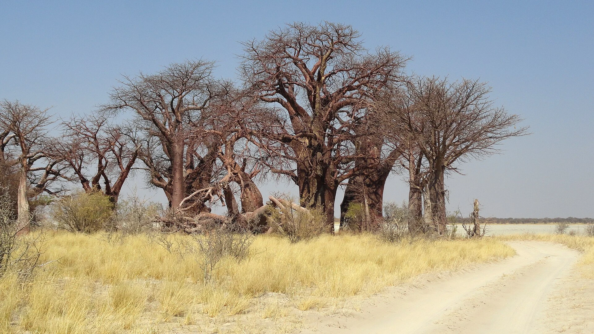 Baines’ Baobabs beside Kudiakam Pan in the Nxai Pan area.