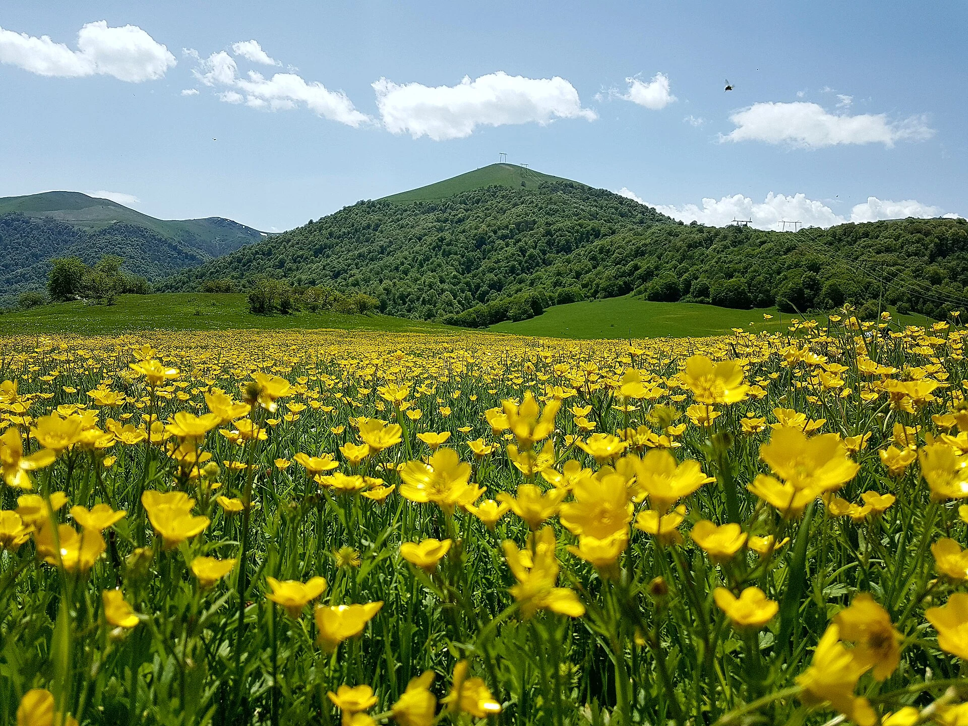 Marked forest trail in Dilijan National Park, Armenia.