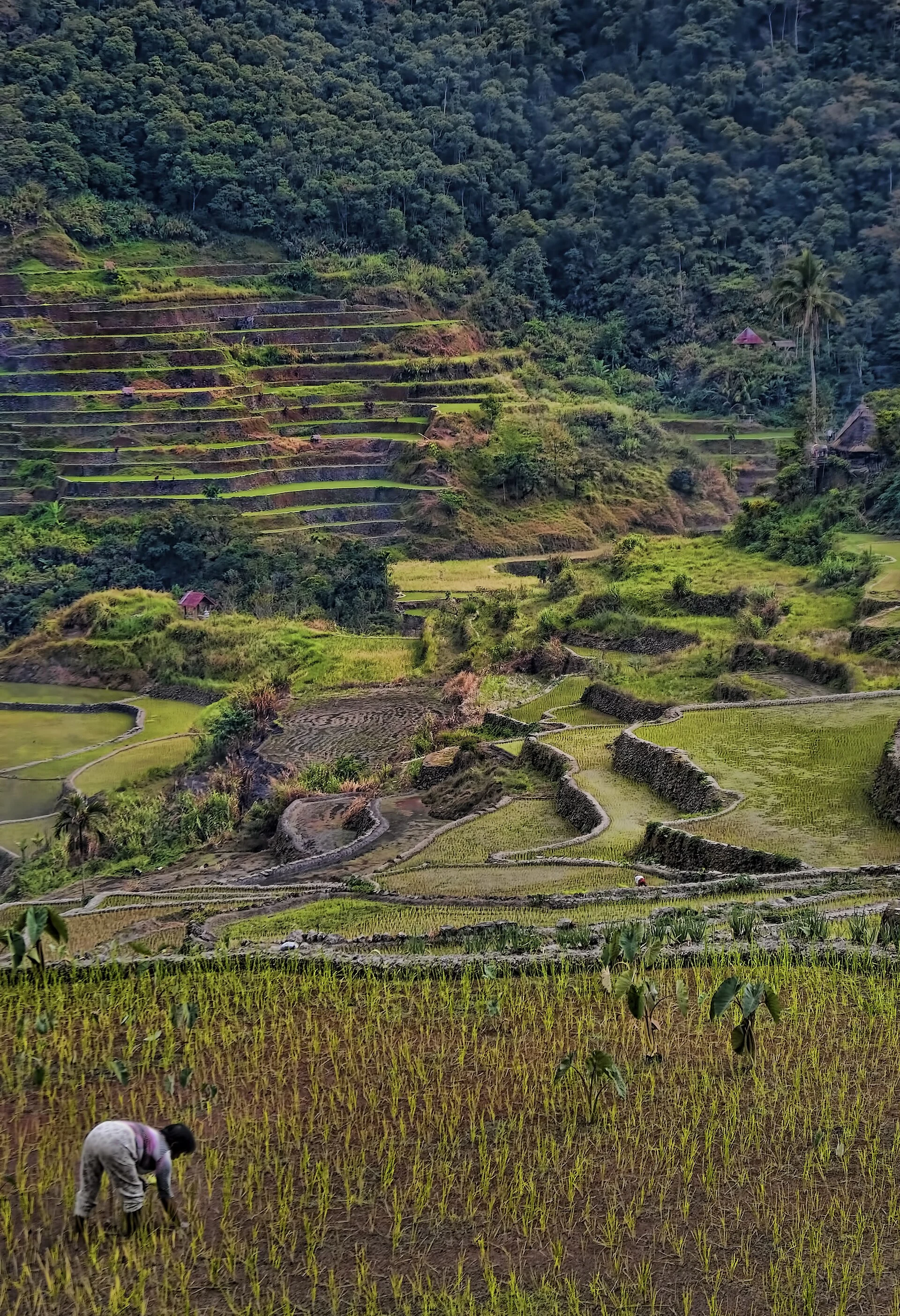 Le terrazze di Ifugao tra Batad, Bangaan e Kiangan