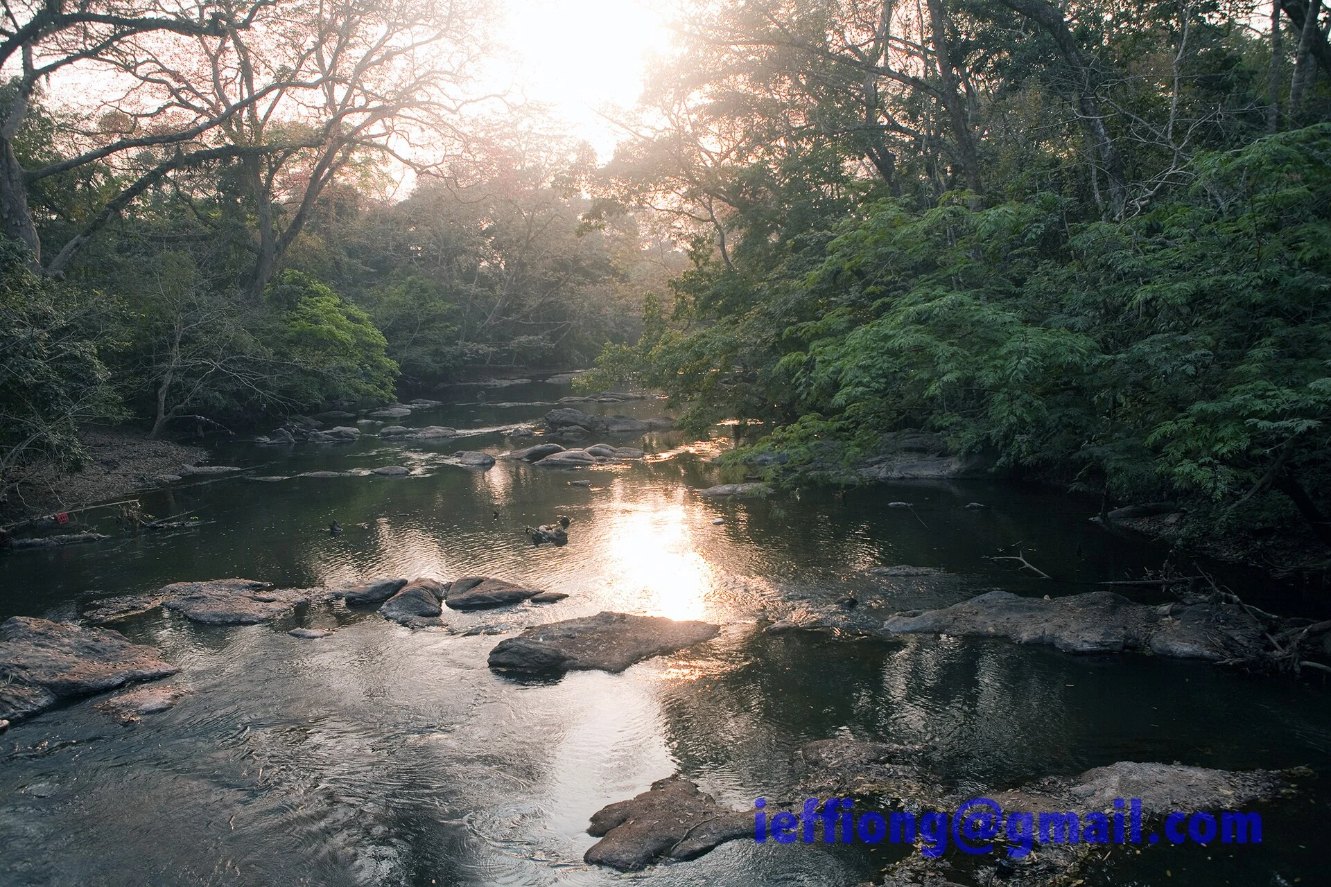 Forest and footbridge beside the river in Osun-Osogbo Sacred Grove.