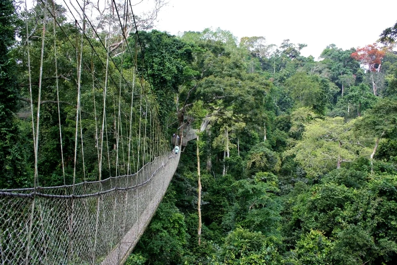 Suspended walkway through the rainforest canopy in Kakum National Park.