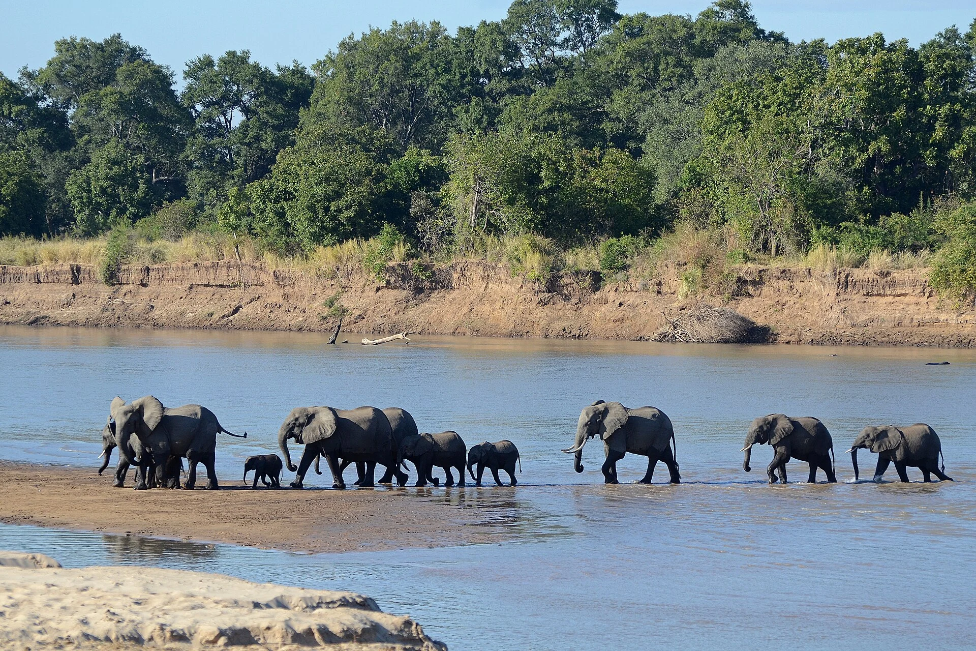 Luangwa River and riparian vegetation in South Luangwa National Park.