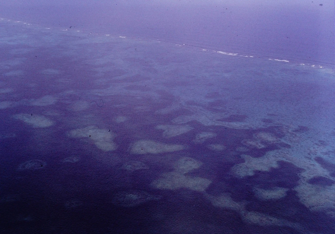 Snorkelers observe the Andros reef without touching coral.