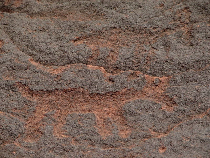 Protected petroglyphs on a rock wall in Talampaya.