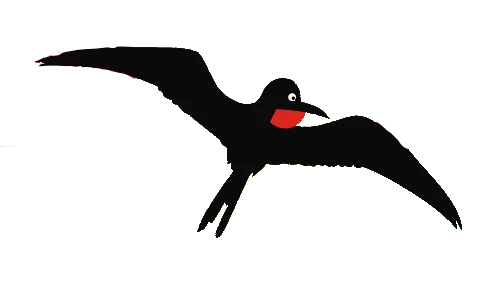 Magnificent frigatebirds above mangroves at Barbuda's bird sanctuary