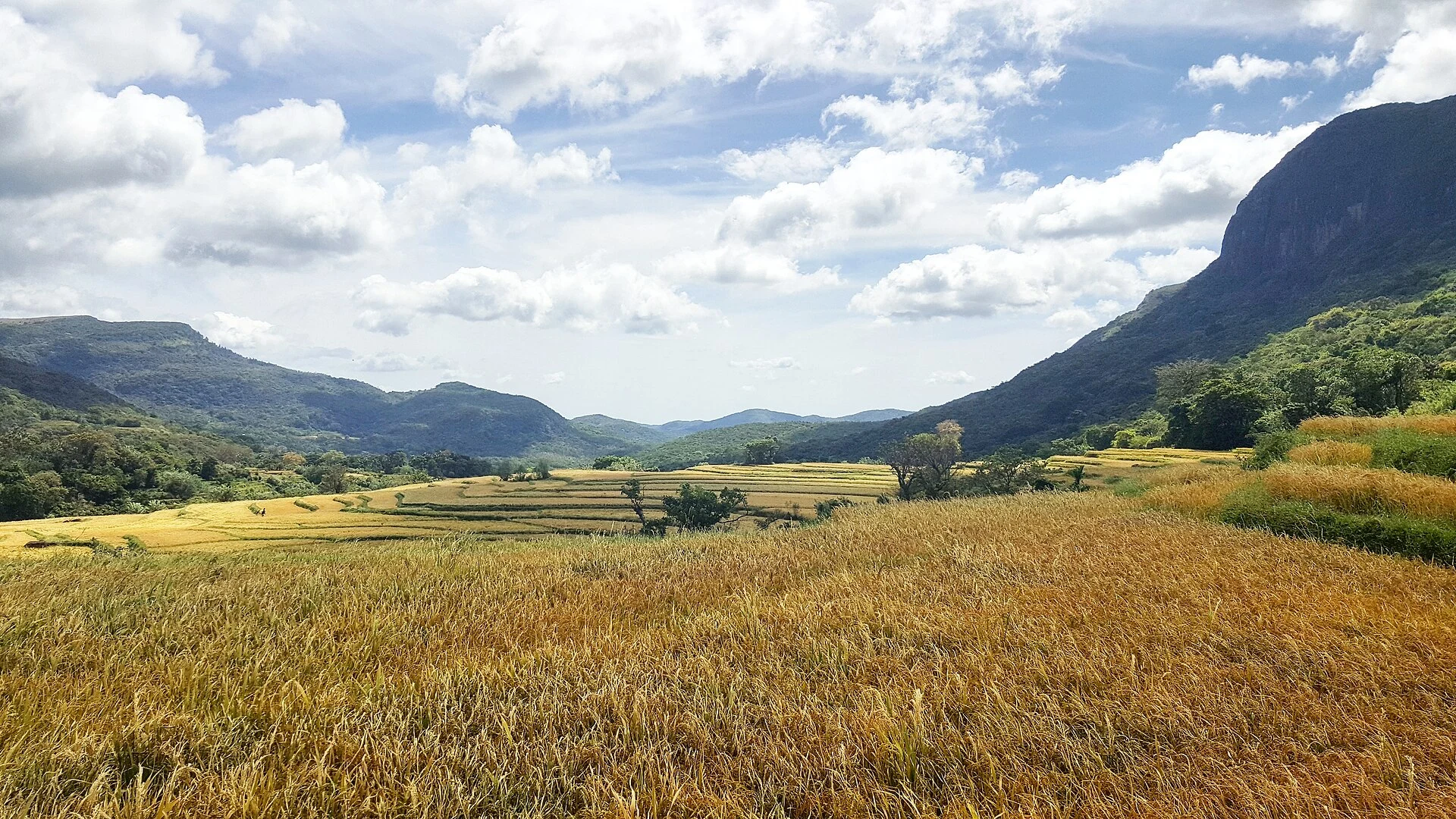 Pitawala Pathana grassland overlooking a valley in the Knuckles mountains.