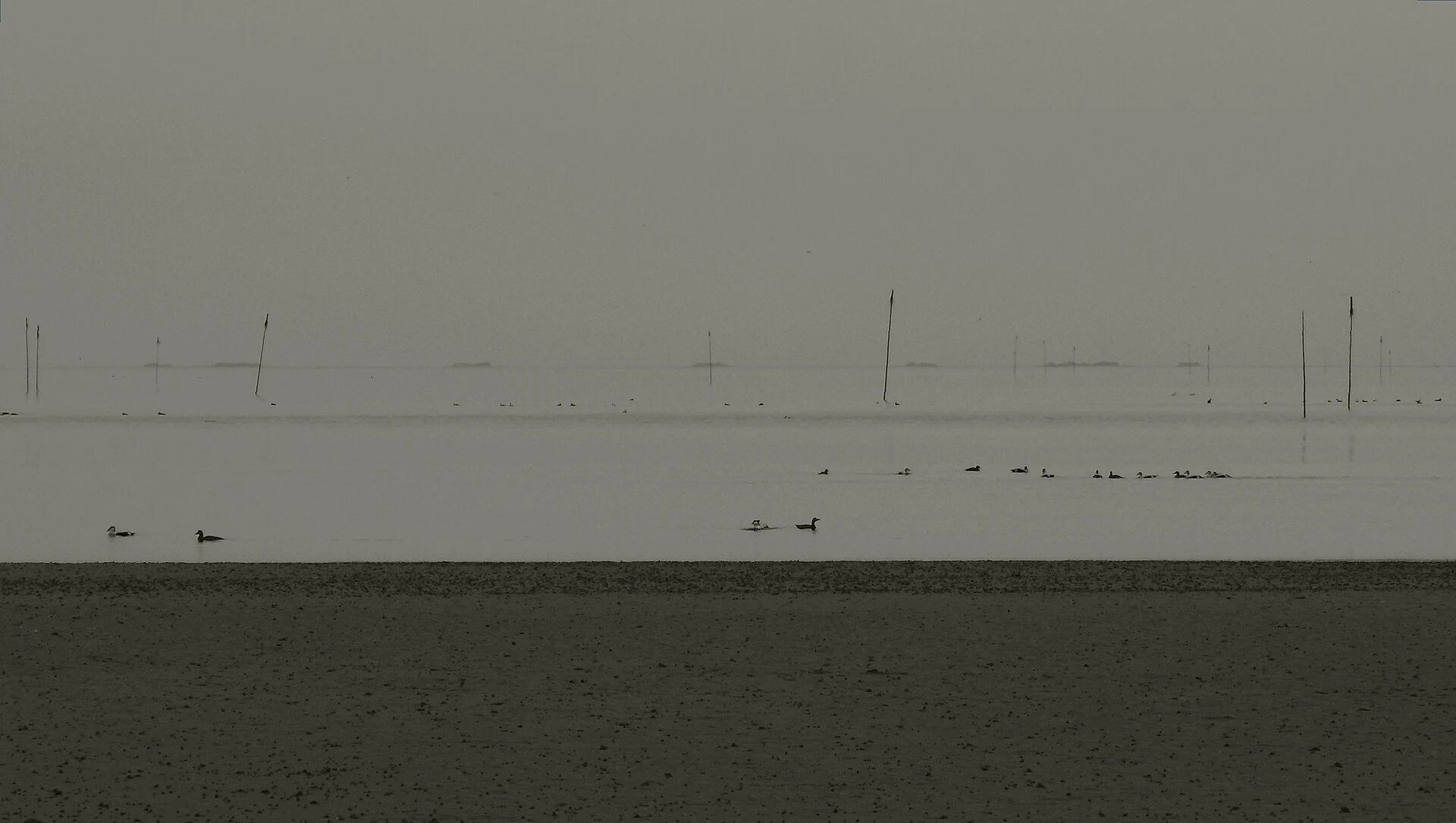 Person walking along a dike overlooking the Wadden Sea salt marshes in Schleswig-Holstein.