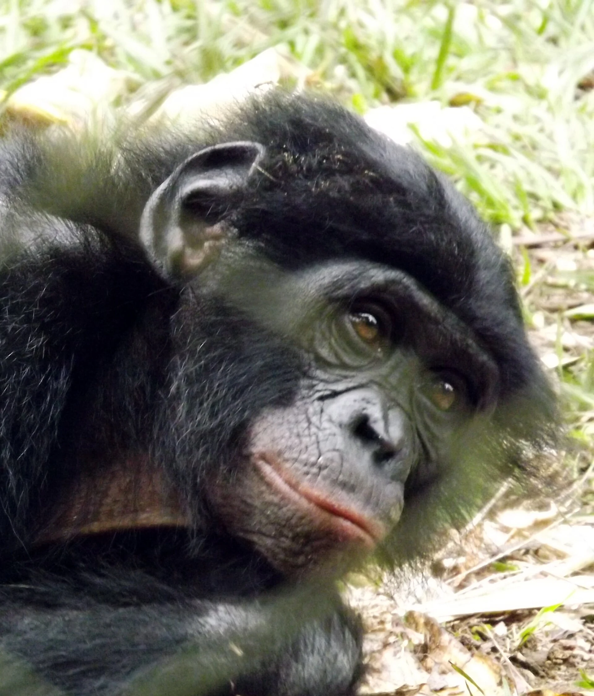 Bonobos in a forest enclosure at Lola ya Bonobo observed from a distance.
