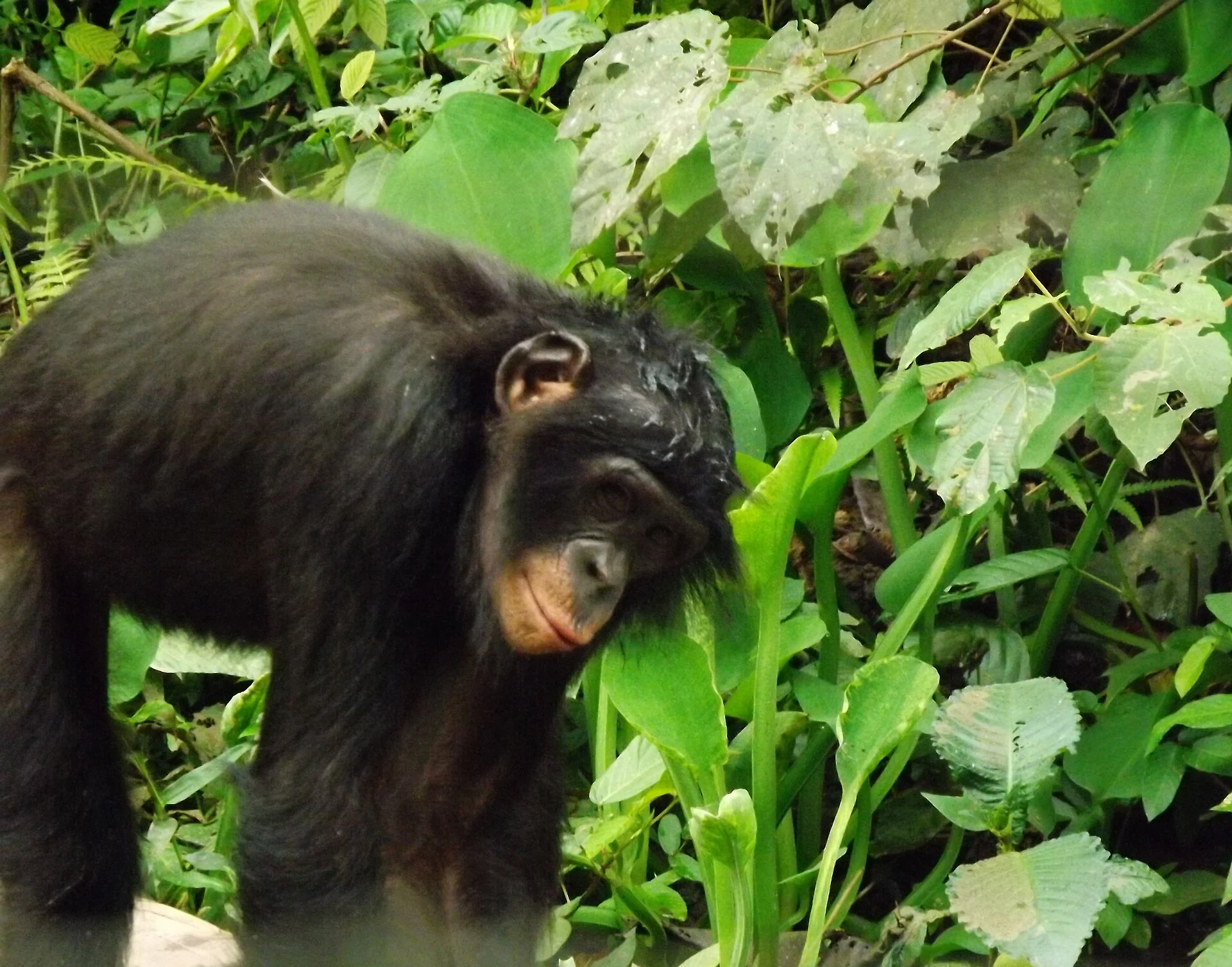 Lola ya Bonobo : conservation et raisons de reporter la visite