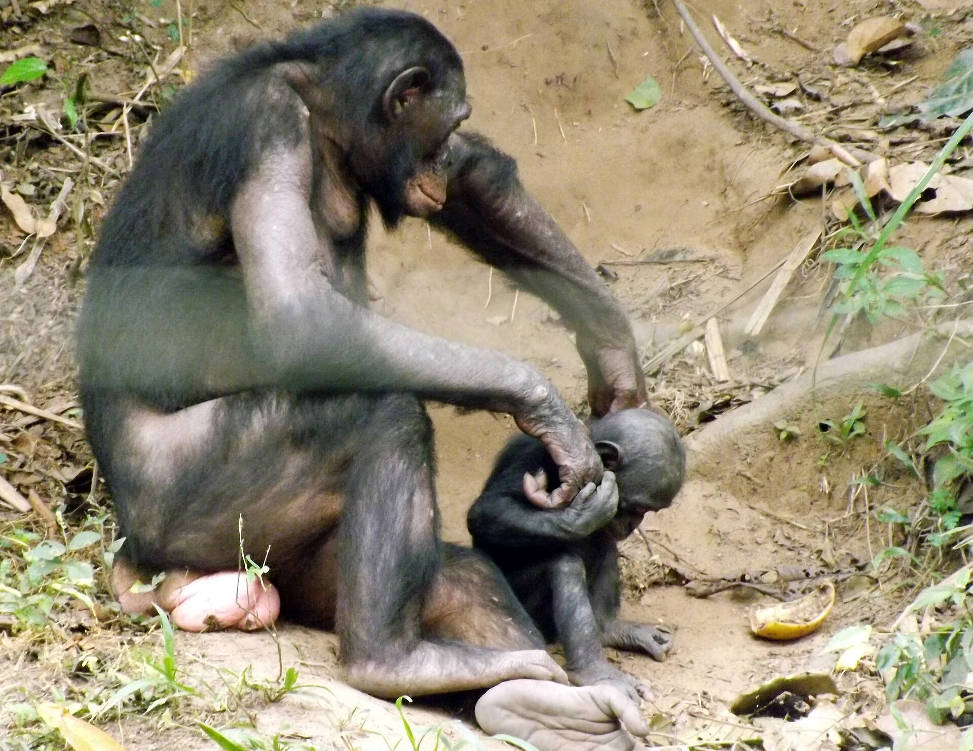 Lola ya Bonobo : conservation et raisons de reporter la visite