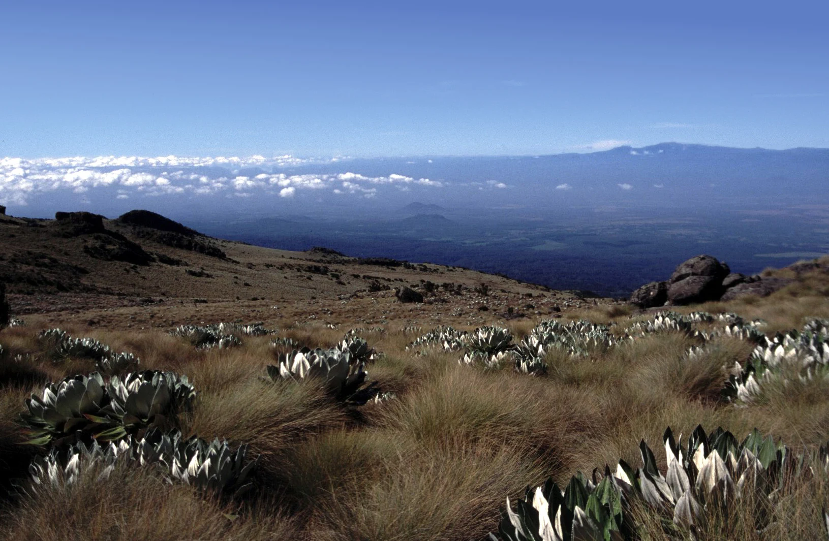 Point Lenana von einem Trekkingzustieg am Mount Kenya aus gesehen.