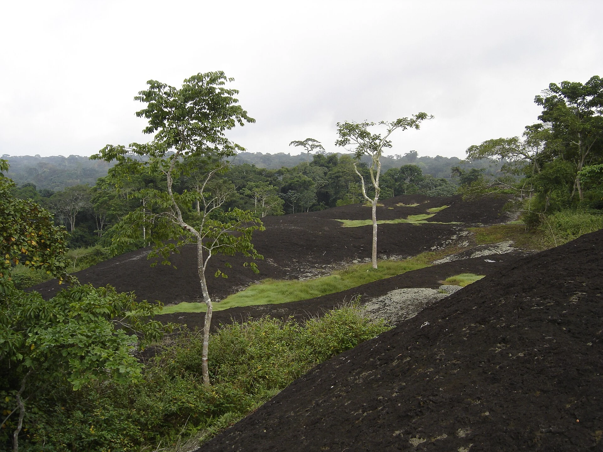 The Dja River beside dense rainforest in Cameroon’s Dja Faunal Reserve.