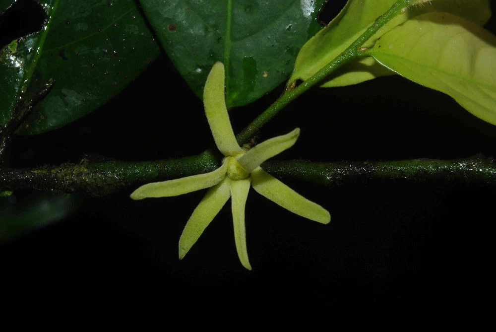 Végétation de forêt tropicale humide dans la Réserve de faune du Dja, au Cameroun.