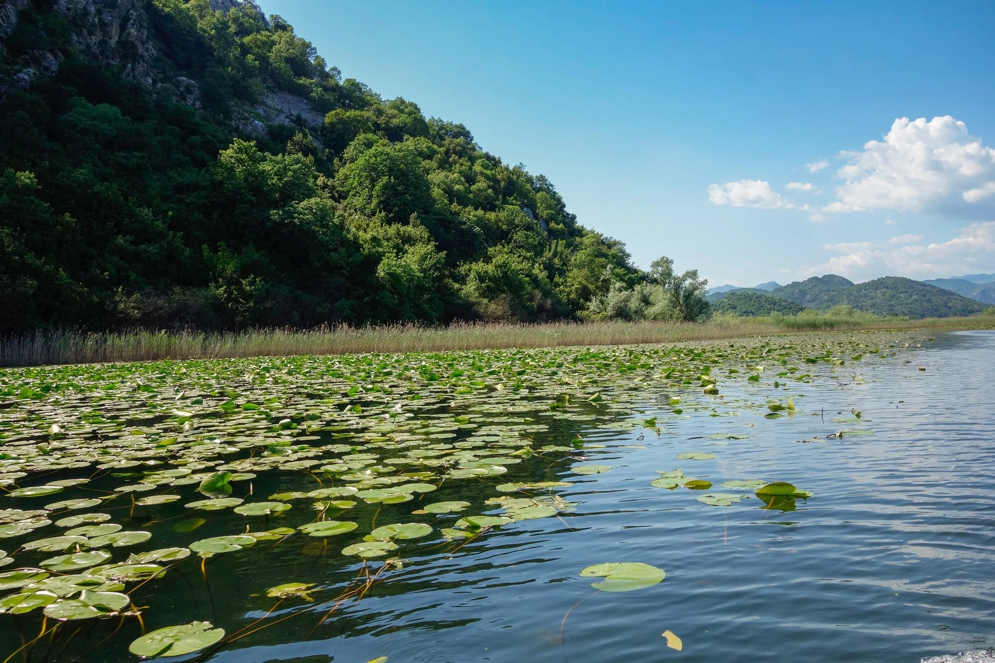Water lilies and reeds on the shore of Lake Skadar, Montenegro.
