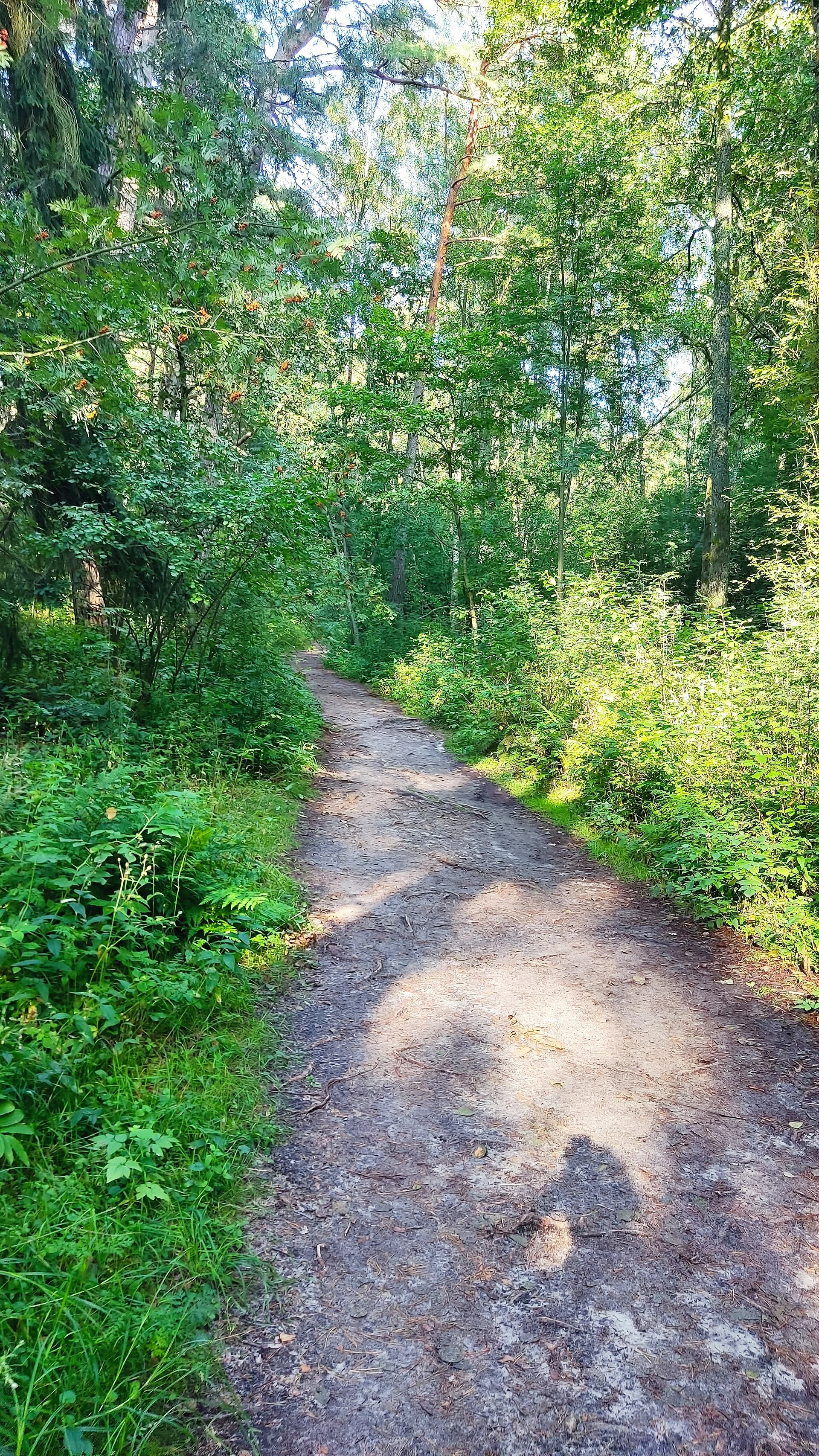 Cycliste sur la piste balisée de l'isthme de Courlande, au milieu des pins.