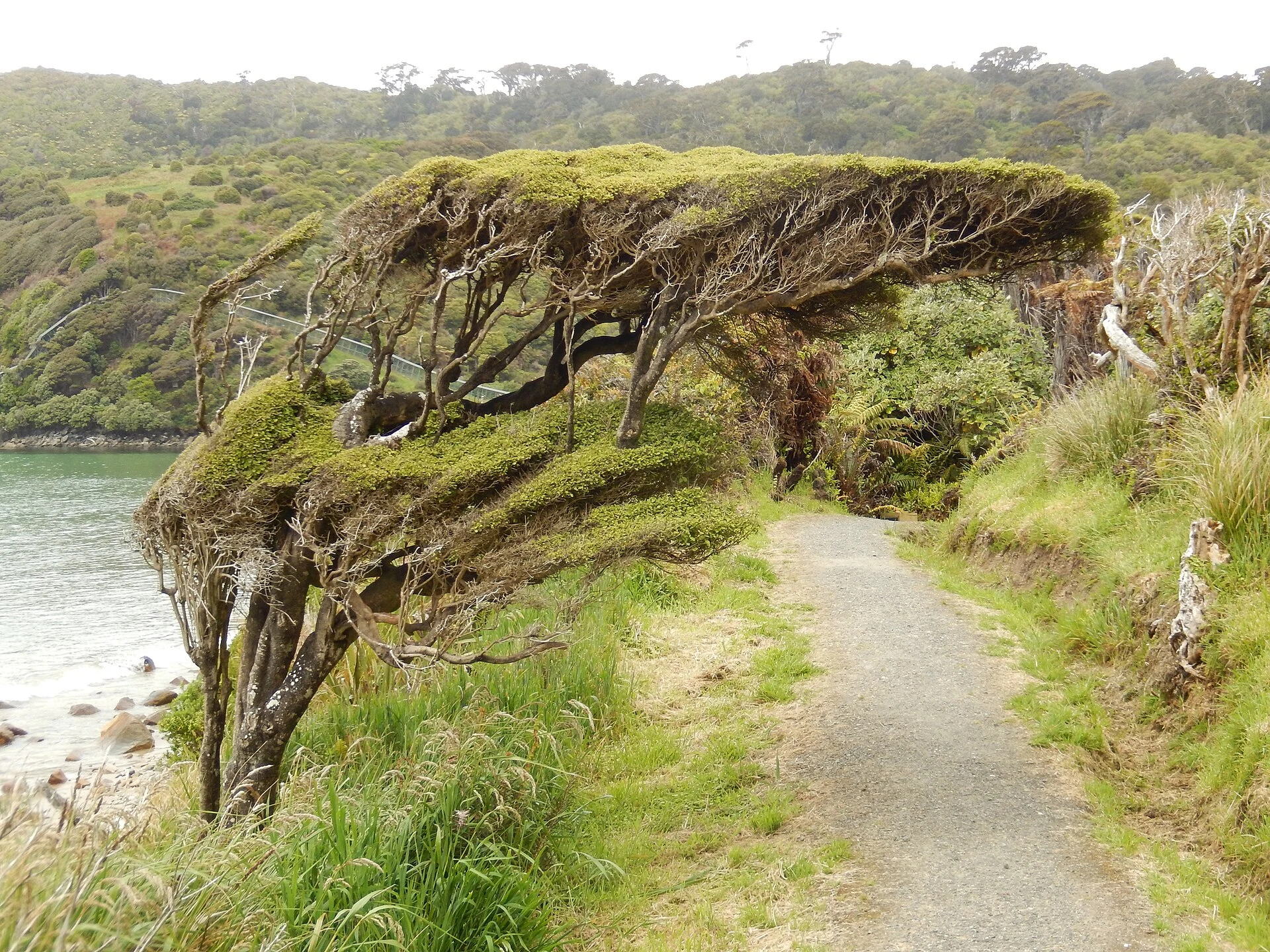 Rakiura Track entrance at Lee Bay with the chain-link sculpture and coast.