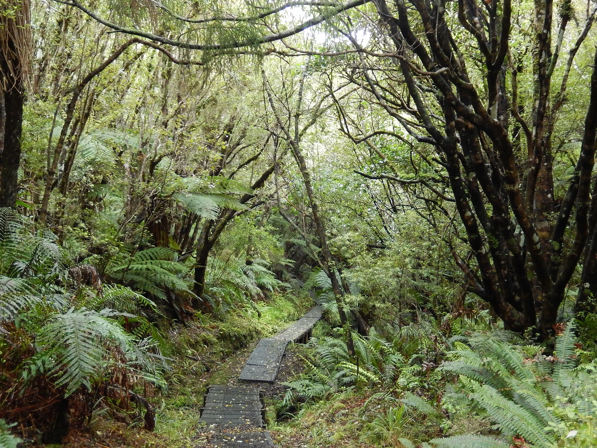 Fern Gully