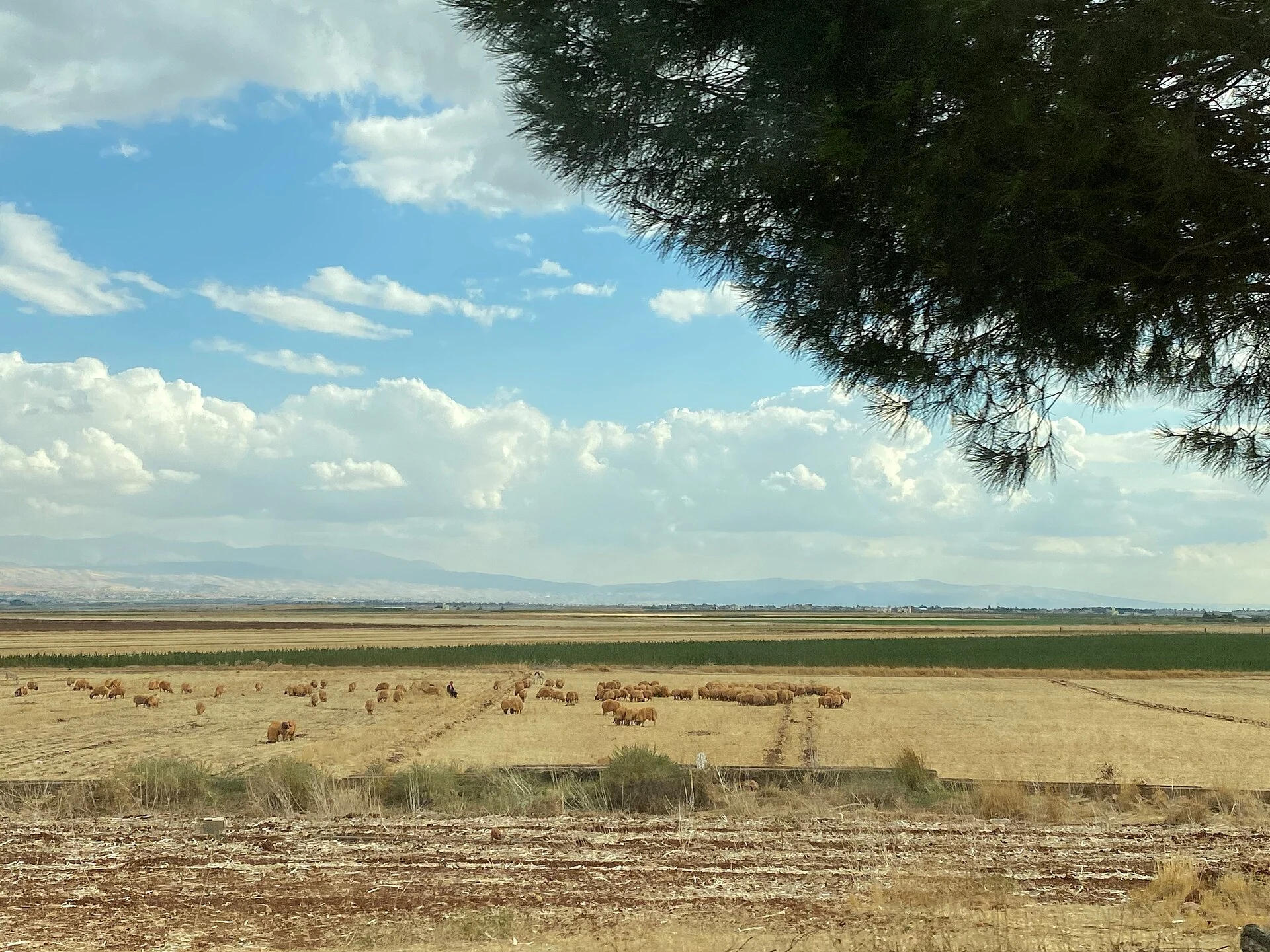 Bekaa Valley