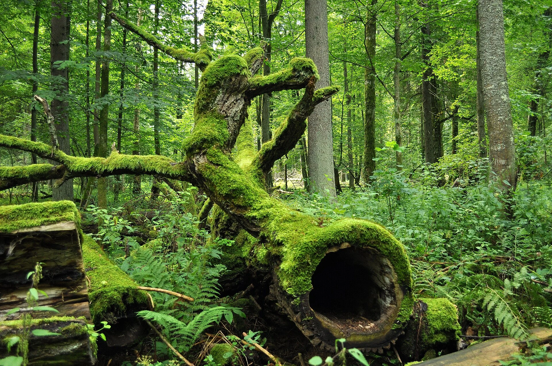 Białowieża Forest
