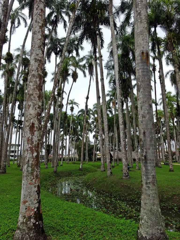 Palmentuin