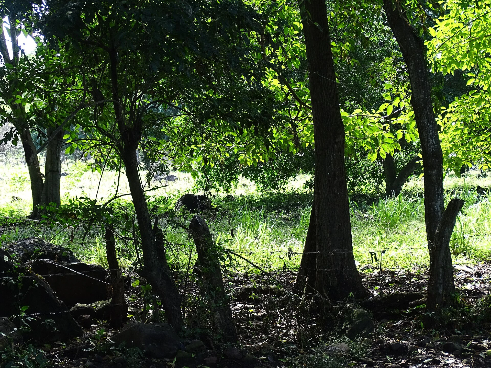 Ometepe Island