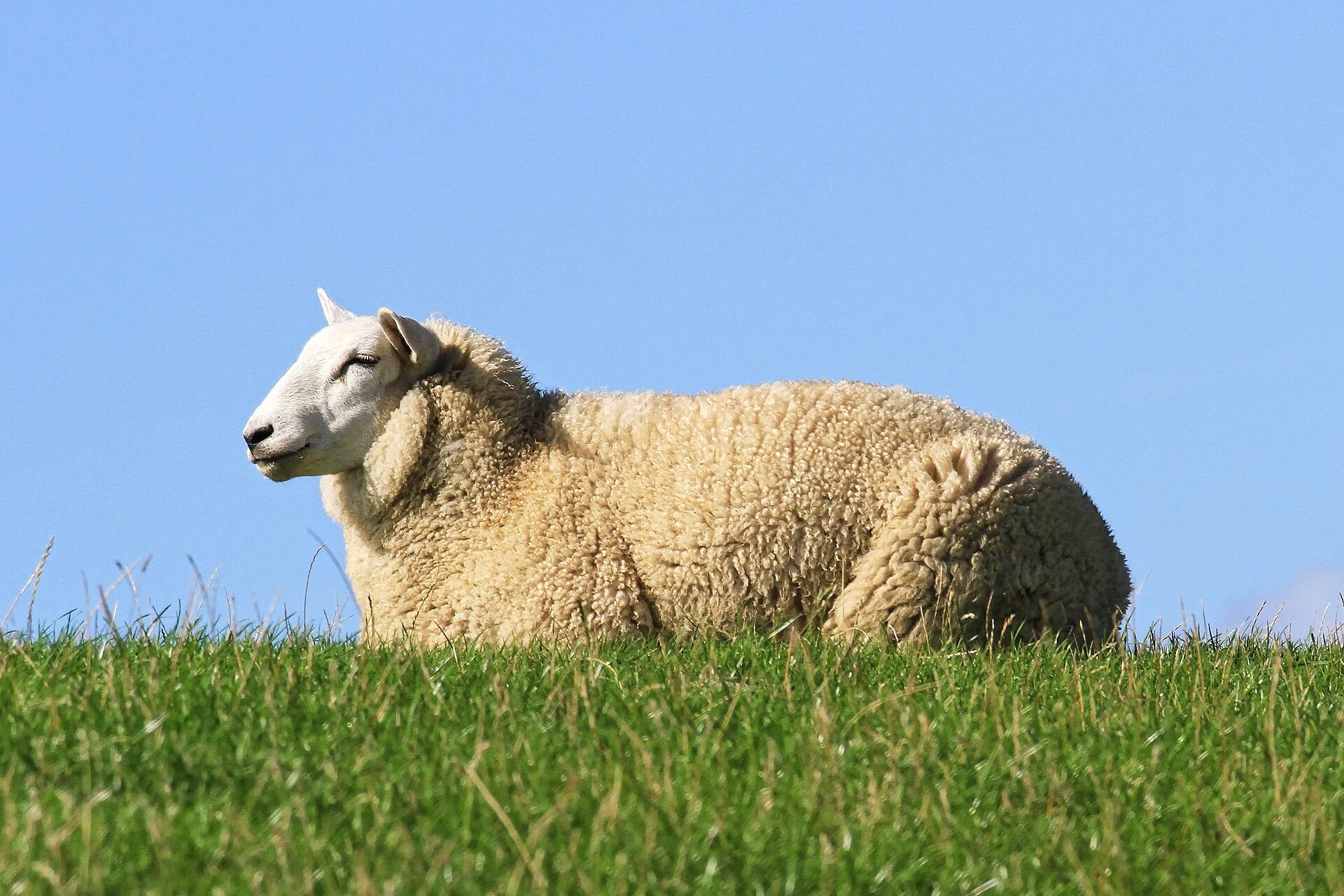 Schlüttsiel